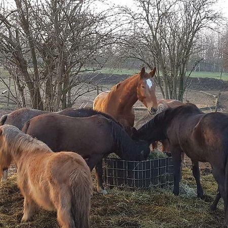 Appartamento Muehlenberger Ponyhof Duisburgo Esterno foto