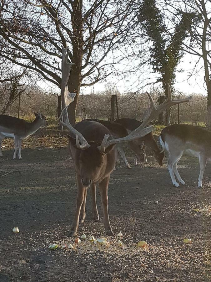Appartamento Muehlenberger Ponyhof Duisburgo Esterno foto