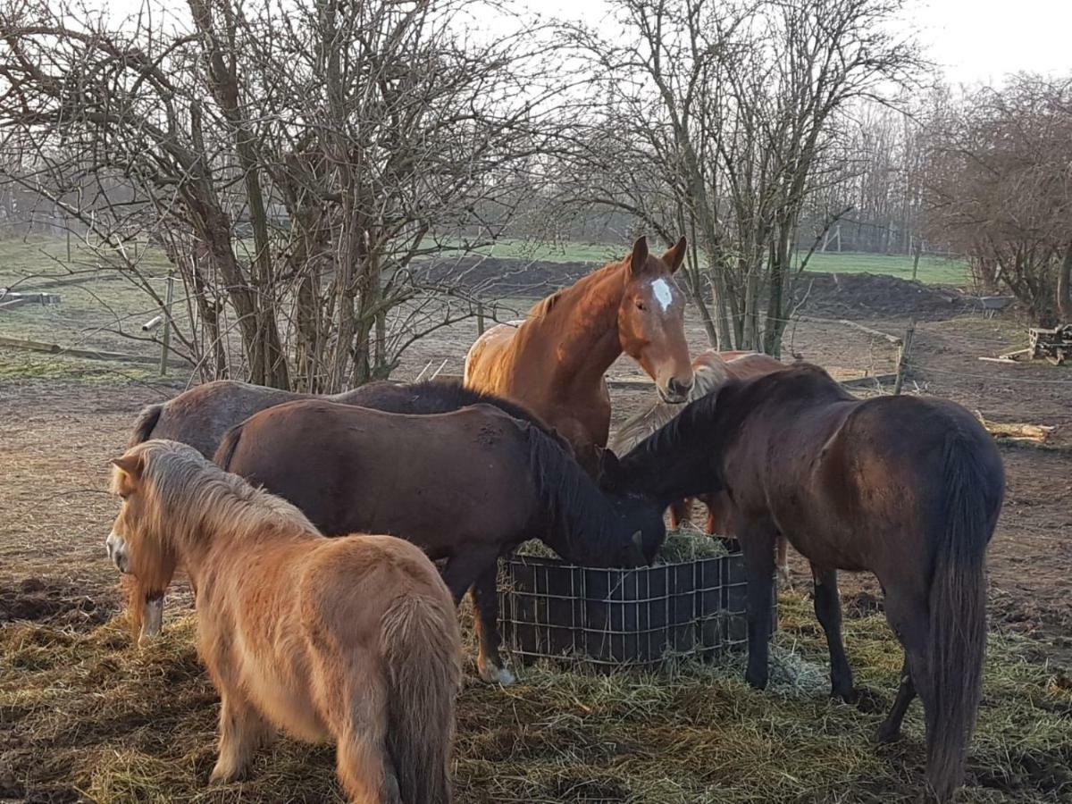 Appartamento Muehlenberger Ponyhof Duisburgo Esterno foto